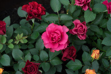roses in garden