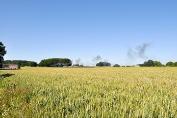 Rasender Roland im Gerstenfeld, Lonvitz, Putbus auf Rügen