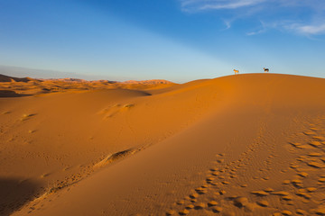 Fototapeta na wymiar Orange sands dunes of Erg Chebbi at sunset, Merzouga, Morocco