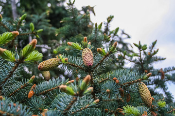 The spruce of a tree cypress in the park of the sanatorium 