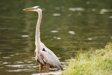 Great Blue Heron