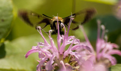 Bumblebee Moth on Wild Bergamot