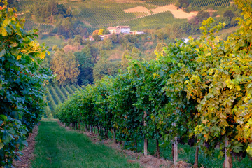 Prosecco vinyard near Conegliano, Italy