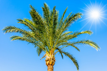 Eine Palme mit der Sonne