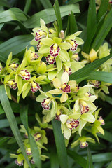 Fototapeta premium yellow and Purple Orchids