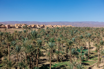 Big oasis with palm trees between Sahara desert and Atlas Mountains, Morocco