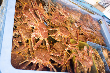 Crab in fish Tank ready for cooking