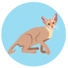 Cats of different breeds. Icons. Vector image in a flat style. Illustration on a round background. Element of design, interface