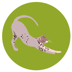 938268 Cats of different breeds. Icons. Vector image in a flat style. Illustration on a round background. Element of design, interface