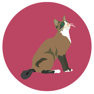 938271 Cats of different breeds. Icons. Vector image in a flat style. Illustration on a round background. Element of design, interface