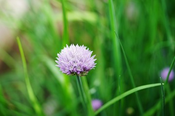 Purple chive blossoms in the spring garden