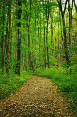 Path in forest with moving leaves due to long exposure