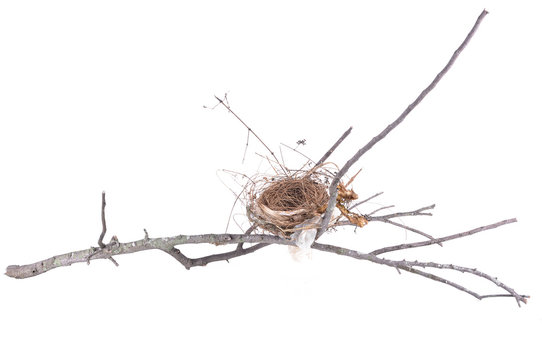 Bird's nest on a branch