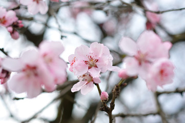 Obraz premium Pink spring flowers