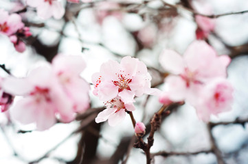 Pink spring flowers