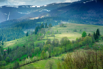 Great landscape of pine forest and green valley in the mountains