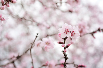 Fototapeta premium Pink spring flowers