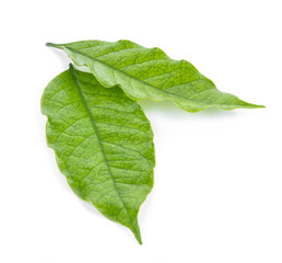 coffee leaves on white background