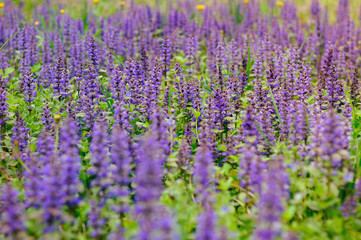 Obraz premium Purple flowers in a green field