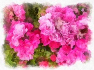 background  A lot of pink roses,for design postcard,wallpapaer,art,