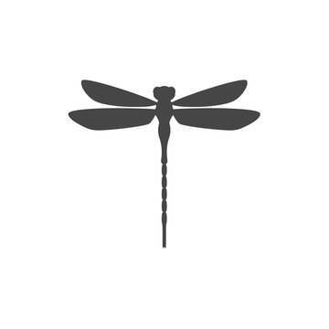 Dragonfly insect 