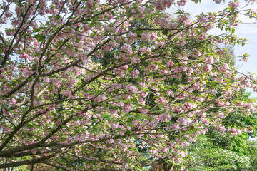 Double cherry blossoms 2