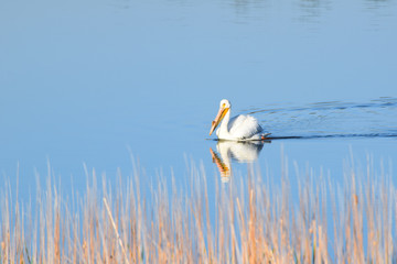 Pelican