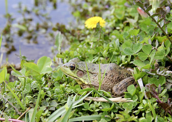 American Bullfrog  Lithobates Catesbeianus