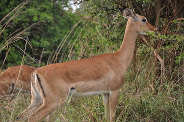 Safari Animals and Wildlife