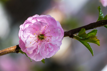 pink blossom on branch with green leaf