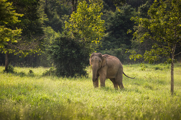 Wild elephants in Thailand Kui Buri National Park