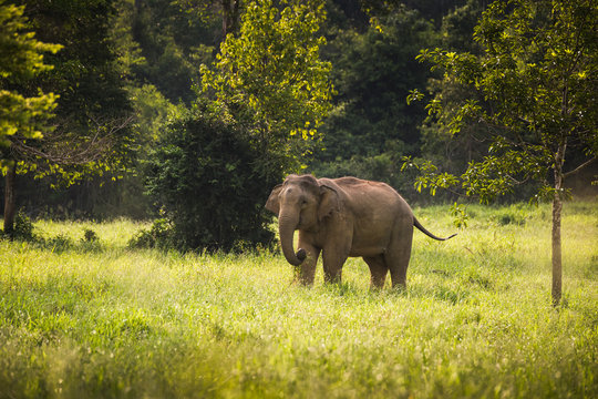 Wild elephants in Thailand Kui Buri National Park