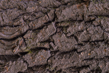 Texture of old poplar bark with moss and cracked surface