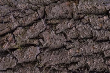 Background of cracked dark poplar bark with moss