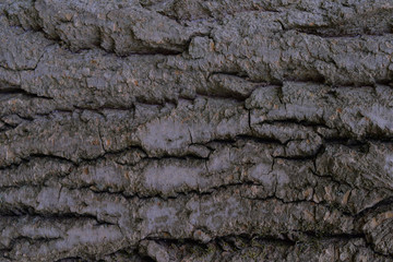 Brown poplar bark with moss cracked background