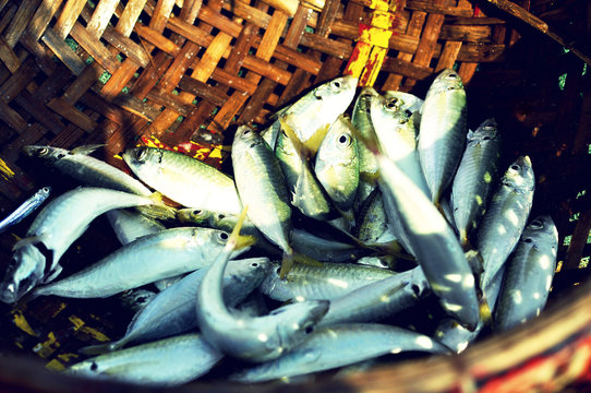 Fishing