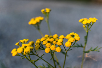 yellow wild flowers on blurry gray background