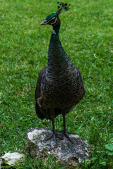 peacock standing on a rock with green grass