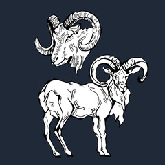 Vintage hand draw ram label.