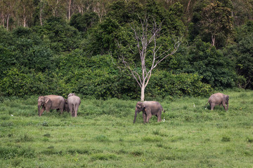 Wild elephants in Thailand Kui Buri National Park