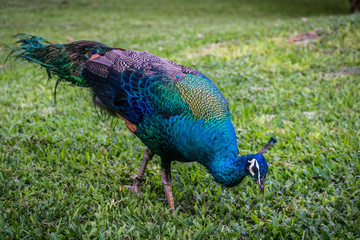 Obraz premium Colorfull Blue and green peacock eating grass