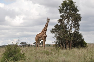 Safari Animals and Wildlife