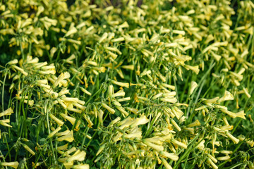Yellow Sour grass field - Oxalis pes-caprae