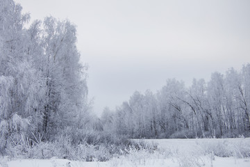 Obraz na płótnie Canvas Winter white landscape - frozen trees