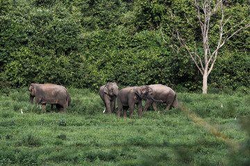 Fototapeta premium Wild elephants in Thailand Kui Buri National Park