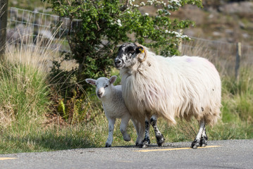 Mother sheep with baby lamb walking on the road in rural Ireland