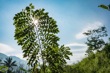 Fototapeta premium leaves