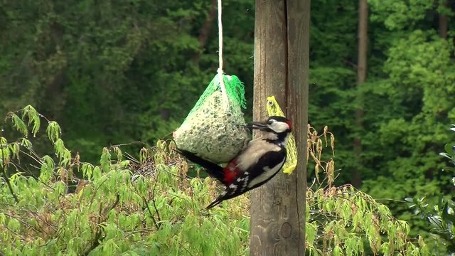 Der Buntspecht h&auml;ngt an einem Meisenkn&ouml;del