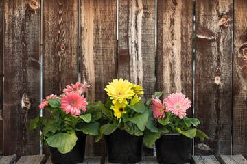 Three pots of gerbera daisies in front of a rustic plank wall.