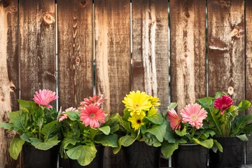 Deurstickers Six pots of gerbera daisies in front of a rustic plank wall. © Mary Lynn Strand